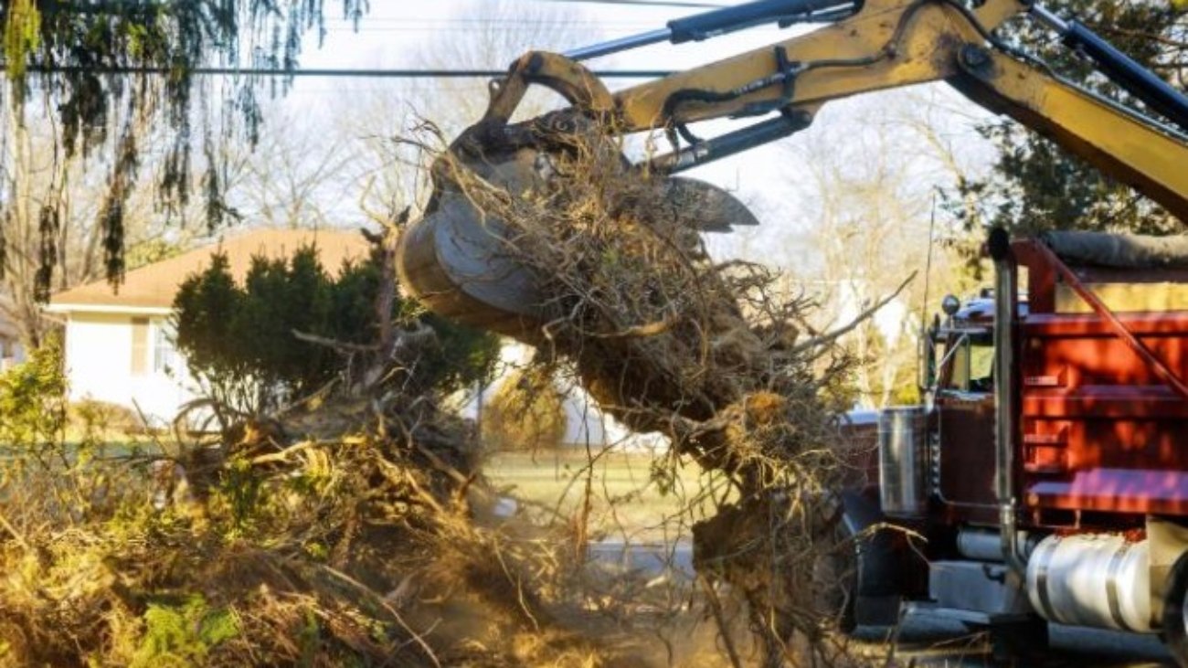 How Long Does a Professional Tree Removal Service Take?