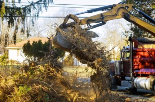 tree removal service in Springfield, MO