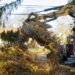 tree removal service in Springfield, MO